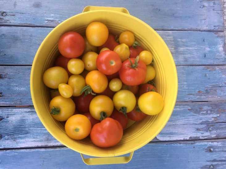 Bio-Tomatenraritäten von der Varm